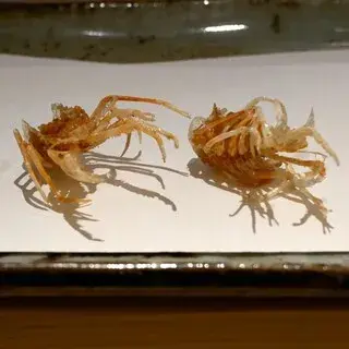 Tempura Tenko-1d.webp